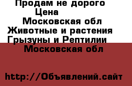 Продам не дорого › Цена ­ 1 200 - Московская обл. Животные и растения » Грызуны и Рептилии   . Московская обл.